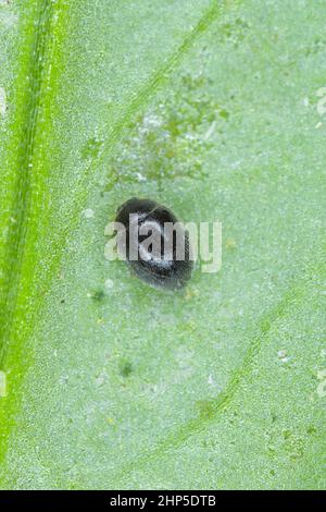 Stethorus punctillum (Coccinellidae) cacciato su un predatore di acari di Spider (Tetranychidae) - cacciatorpediniere. Foto Stock