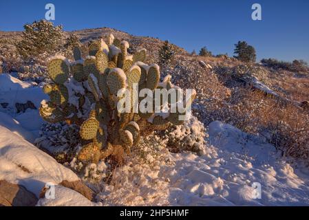 La luce del sole del mattino risplende su un Prickly Pear Cactus coperto di neve nella valle di Chino AZ. Foto Stock