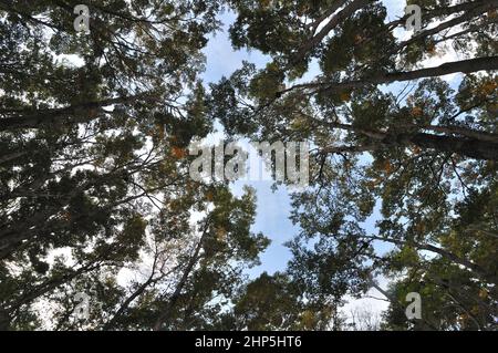 Vista ad ampio angolo della rana di Nothofagus pumilio, il faggio lenga, in patagonia, Cile Foto Stock