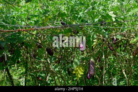 La foto mostra una piantagione di melanzane. Le verdure sono coltivate su piantagioni in cordiliera di montagna nella Repubblica Dominicana. Le verdure verdi crescono in tropico Foto Stock