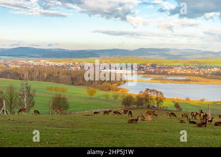 Paesaggio di verde e un gregge di cervi a Werratal, Breitungen sotto un cielo nuvoloso Foto Stock