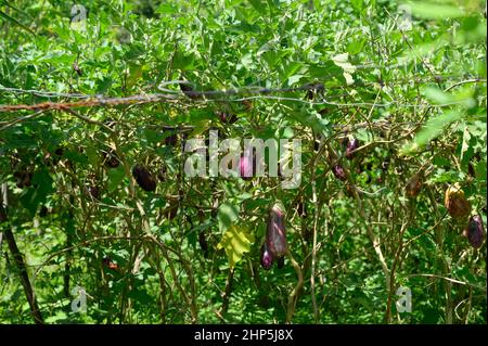 La foto mostra una piantagione di melanzane. Le verdure sono coltivate su piantagioni in montagna nella Repubblica Dominicana. Le verdure verdi crescono nei tropi Foto Stock