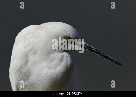 Tranquillità naturale in primo piano ritratto Snowy Egret su sfondo grigio carbone con ombre sottili Foto Stock