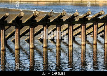 I gabbiani siedono sulla cima del frangiflutti di legno sull'argine di Smetana del fiume Moldava, Praga, repubblica Ceca Foto Stock