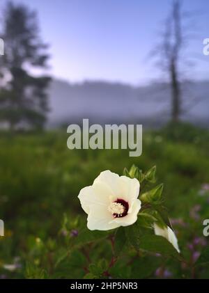 Una macro immagine di un ibisco di rosa mallow fiore pieno all'alba in Kentucky. Foto Stock