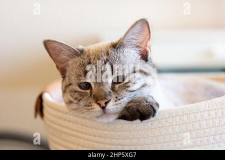 Tabby punto siamese gattino adagiato sulla sua zampa in un cestino. Primo piano di gatto bianco e grigio pensivo guardando verso il lato con sfondo sfocato. Foto Stock