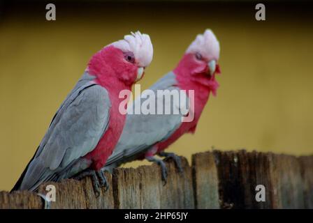 Fuoco selettivo sparato di due uccelli di cockatoo chiamato Galah arroccato su una recinzione di legno Foto Stock