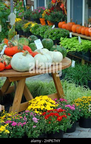 Fiori autunnali e squash sono in vendita presso una fattoria stradale nella contea di Lancaster, Pennsylvania Foto Stock