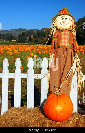 Un recrow e una zucca stand all'ingresso di una toppa di zucca in Half Moon Bay, California Foto Stock