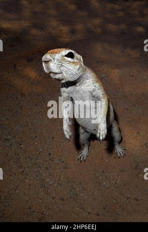 Scoiattolo di terra inquisitivo (Xerus inaurus) in piedi sulle gambe posteriori, deserto di Kalahari, Sudafrica Foto Stock