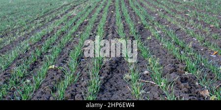 Filari di giovani piantine di grano verde che crescono sul campo agricolo in inverno. Foto Stock