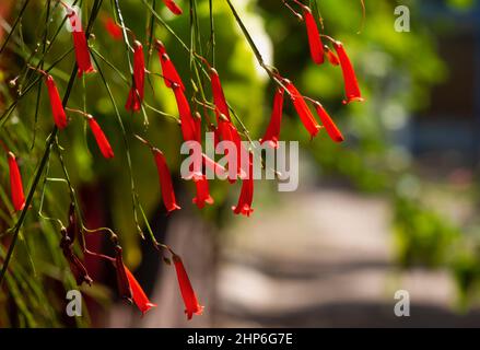 Fiori di fuoco rossi (Russelia equisetiformis) nel giardino Foto Stock