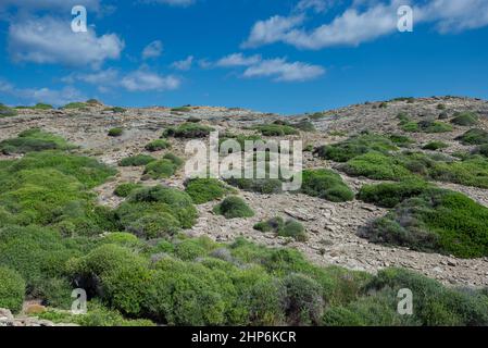 Macchia mediterranea a Capo di Favaritx, comune di Mahon, Minorca, Spagna Foto Stock