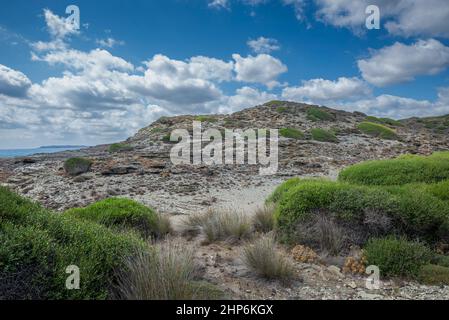 Macchia mediterranea a Capo di Favaritx, comune di Mahon, Minorca, Spagna Foto Stock