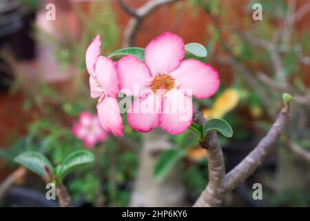 Fiori di un azalea di salmone colore da vicino Foto Stock