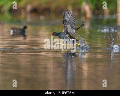 Moorhen o Marsh Hen, Gallinula chloropus - lotta fine runing sull'acqua Foto Stock