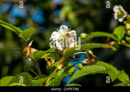 Sydney Australia, ape su fiori bianchi di albero di frutta Foto Stock