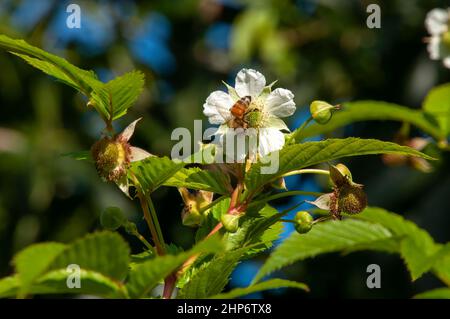 Sydney Australia, ape su fiori bianchi di albero di frutta Foto Stock