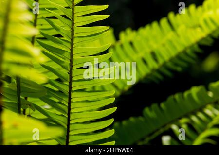 Foglie di felce verde naturale, fuoco selezionato, per sfondo naturale e carta da parati Foto Stock