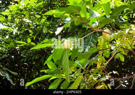 Mengkudu, Noni Fruit (Morinda citrifolia), a volte chiamato frutto della fame Foto Stock