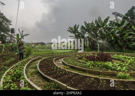 Bogor, Indonesia. 18th Feb 2022. Un agricoltore indonesiano che usa i suoi telefoni cellulari per spruzzare una pianta a in un campo a Bogor, West Java, Indonesia, il 18 febbraio 2022; Si ritiene che l'agricoltura moderna attraverso l'uso della tecnologia sia in grado di aumentare la produzione, l'efficienza e la competitività dei prodotti agricoli. (Foto di Andi M Ridwan/INA Photo Agency/Sipa USA) Credit: Sipa USA/Alamy Live News Foto Stock