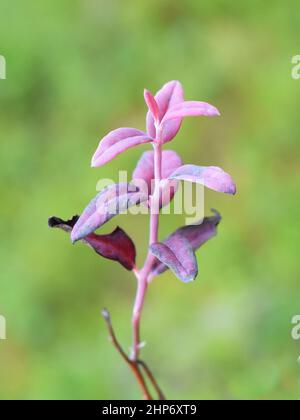 Il patogeno funghi Exobasidium vaccini-uligniosi fatto Alpine Blueberry il fogliame uliginosum Vaccinium diventano rosa Foto Stock