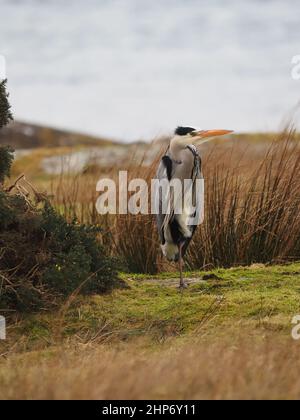 Gli aironi si nutrono sulle coste e sul terreno boscosa circostante in Scozia dove c'è abbondante preda da nutrirsi. Foto Stock