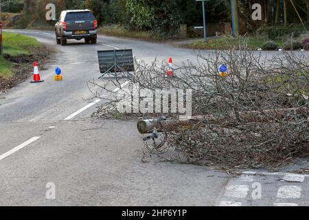 Station Lane, Godalming. 19th febbraio 2022. La cancellazione dopo Storm Eunace continuò attraverso le contee di casa questa mattina. I cavi di alimentazione sono stati portati giù da un albero cadente in Godalming in Surrey, causando i powercut. In tutto il Regno Unito migliaia di case continuano ad essere senza potere dopo la più grande tempesta da colpire per oltre 30 anni. Credit: james jagger/Alamy Live News Foto Stock