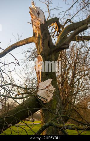 Windsor, Berkshire, Regno Unito. 19th Febbraio, 2022. Dopo la tempesta Eunice ieri, alcuni degli alberi iconici che fieggiano la passeggiata lunga a Windsor sono stati sradicati e gli arti sono stati interrotti. Ieri è stato attivato per la prima volta un allarme meteo rosso per il Sud-Est. Quest'estate è previsto un grande picnic sulla Long Walk per celebrare il Giubileo del platino di sua Maestà la Regina. Credit: Maureen McLean/Alamy Live News Foto Stock