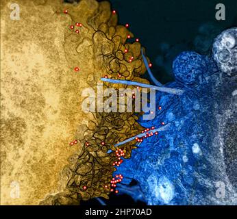 Rappresentazione in vitro di una pila di immagini tridimensionali che mostra virioni HIV (rosso) localizzati su ponti filopoodici tra una cellula T infetta (oro) e astrociti fetali non infette (blu). Dati dalla microscopia elettronica a scansione a fascio ionico focalizzata (FIB-SEM) ca. 2015 Foto Stock