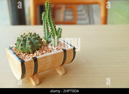 Cactus e Cactus del Castello delle fate in vaso e Chin Cactus di Dwarf isolati su tavola di legno Foto Stock