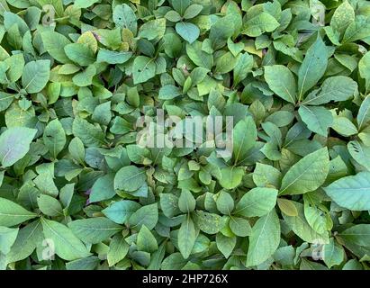 Piantine di teak (Tectona grandis) nel vivaio di Gunung Kidul, Yogyakarta, Indonesia Foto Stock
