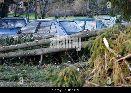 Station Lane, Godalming. 19th febbraio 2022. La cancellazione dopo Storm Eunace continuò attraverso le contee di casa questa mattina. Tempesta danni in Godalming in Surrey. Credit: james jagger/Alamy Live News Foto Stock