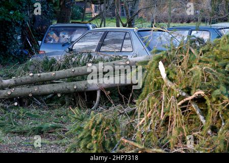 Station Lane, Godalming. 19th febbraio 2022. La cancellazione dopo Storm Eunace continuò attraverso le contee di casa questa mattina. Tempesta danni in Godalming in Surrey. Credit: james jagger/Alamy Live News Foto Stock