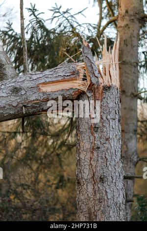 Station Lane, Godalming. 19th febbraio 2022. La cancellazione dopo Storm Eunace continuò attraverso le contee di casa questa mattina. Tempesta danni in Godalming in Surrey. Credit: james jagger/Alamy Live News Foto Stock