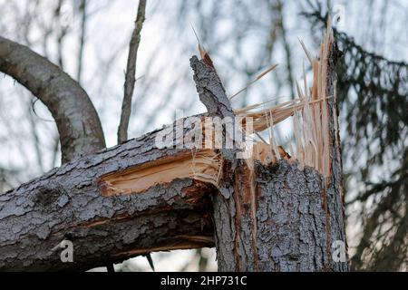 Station Lane, Godalming. 19th febbraio 2022. La cancellazione dopo Storm Eunace continuò attraverso le contee di casa questa mattina. Tempesta danni in Godalming in Surrey. Credit: james jagger/Alamy Live News Foto Stock