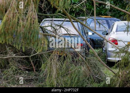 Station Lane, Godalming. 19th febbraio 2022. La cancellazione dopo Storm Eunace continuò attraverso le contee di casa questa mattina. Tempesta danni in Godalming in Surrey. Credit: james jagger/Alamy Live News Foto Stock