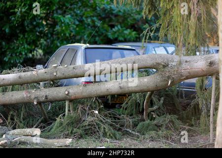 Station Lane, Godalming. 19th febbraio 2022. La cancellazione dopo Storm Eunace continuò attraverso le contee di casa questa mattina. Tempesta danni in Godalming in Surrey. Credit: james jagger/Alamy Live News Foto Stock