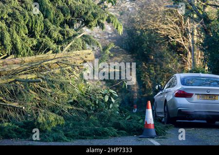 Station Lane, Godalming. 19th febbraio 2022. La cancellazione dopo Storm Eunace continuò attraverso le contee di casa questa mattina. Tempesta danni in Godalming in Surrey. Credit: james jagger/Alamy Live News Foto Stock