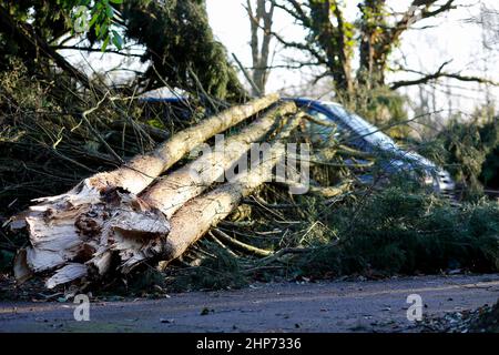 Station Lane, Godalming. 19th febbraio 2022. La cancellazione dopo Storm Eunace continuò attraverso le contee di casa questa mattina. Tempesta danni in Godalming in Surrey. Credit: james jagger/Alamy Live News Foto Stock