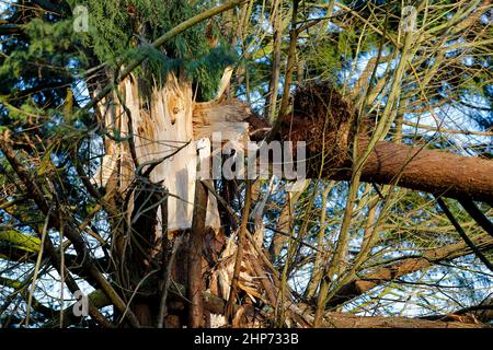 Station Lane, Godalming. 19th febbraio 2022. La cancellazione dopo Storm Eunace continuò attraverso le contee di casa questa mattina. Tempesta danni in Godalming in Surrey. Credit: james jagger/Alamy Live News Foto Stock