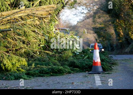 Station Lane, Godalming. 19th febbraio 2022. La cancellazione dopo Storm Eunace continuò attraverso le contee di casa questa mattina. Tempesta danni in Godalming in Surrey. Credit: james jagger/Alamy Live News Foto Stock