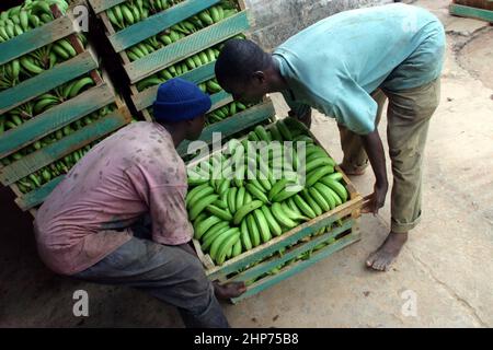 Piantagione di banane in Ghana Africa occidentale con scatole di banane commercio equo Foto Stock