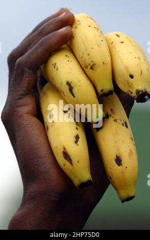 Banana pianta ad una piantagione biologica di banane del commercio equo e solidale Ghana Africa occidentale Foto Stock