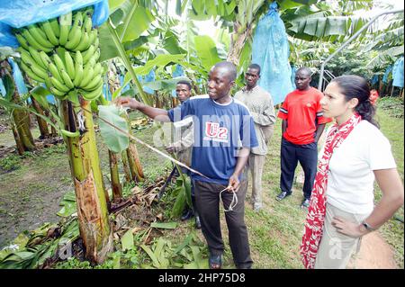 L'operaio della fattoria sbucce indietro il fiore della banana per vedere il mazzo della banana sulla piantagione della banana in Africa occidentale del Ghana con il cuoco di commercio equo Vicky Bhogal autore di un FairFeast Foto Stock
