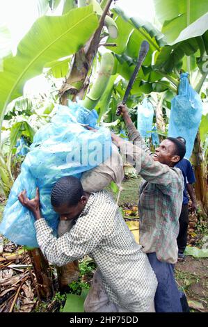 I lavoratori agricoli trasportano i grappoli di banana sulla piantagione di banana in Africa occidentale del Ghana Foto Stock