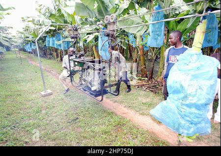 I lavoratori agricoli trasportano i grappoli di banana sulla piantagione di banana in Africa occidentale del Ghana sul nastro trasportatore Foto Stock