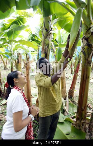 L'operaio della fattoria sbucce indietro il fiore della banana per vedere il mazzo della banana sulla piantagione della banana in Africa occidentale del Ghana con il cuoco di commercio equo Vicky Bhogal autore di un FairFeast Foto Stock