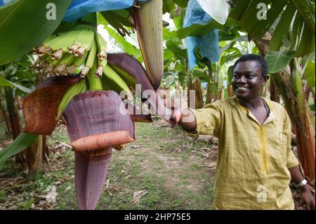 L'operaio dell'azienda agricola sbucce indietro il fiore della banana per vedere il mazzo della banana sulla piantagione della banana in Africa occidentale del Ghana Foto Stock