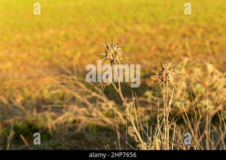 primo piano di cardo asciutto circondato da cespugli asciutti Foto Stock